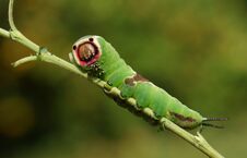 A Stunning Puss Moth Caterpillar Cerura Vinulais Perching On A Twig In Woodland . Stock Photography