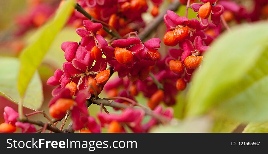 Beautiful branch of spindle with flowers
