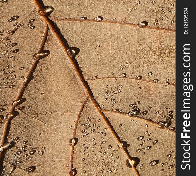 Brown oak leaf with drops of dew