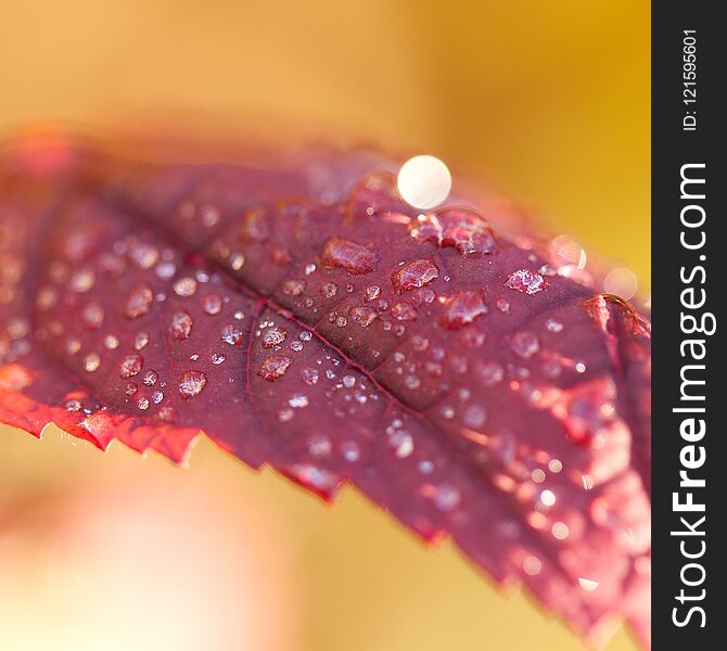 Burgundy leaf with drops of dew