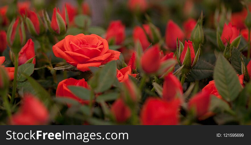 Red roses with buds