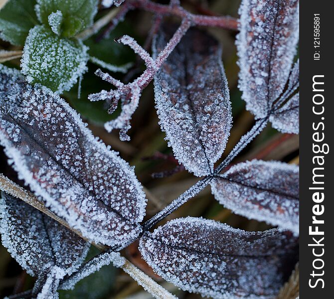 Leaf In Frost In The Autumn Park Or In The Forest