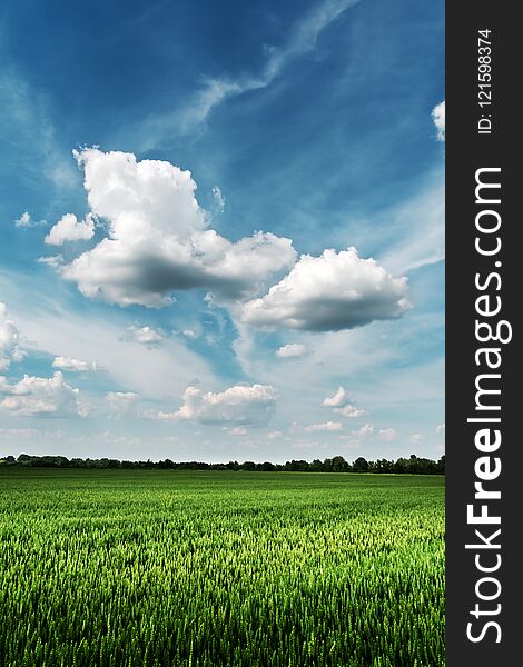 Green wheat field against the blue sky