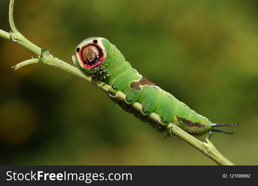 A stunning Puss Moth Caterpillar Cerura vinulais perching on a twig in woodland .