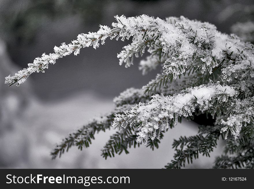 Snow Covered Branch