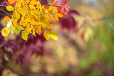 Soft Autumn Background With Leaves Stock Photography