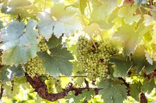 Green Grapes Harvest In Vineyard In Tirana Countryside Royalty Free Stock Photography