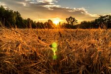 Golden Hour And Field With Grain Royalty Free Stock Photos Golden Hour And Field With Grain Royalty Free Stock Photos