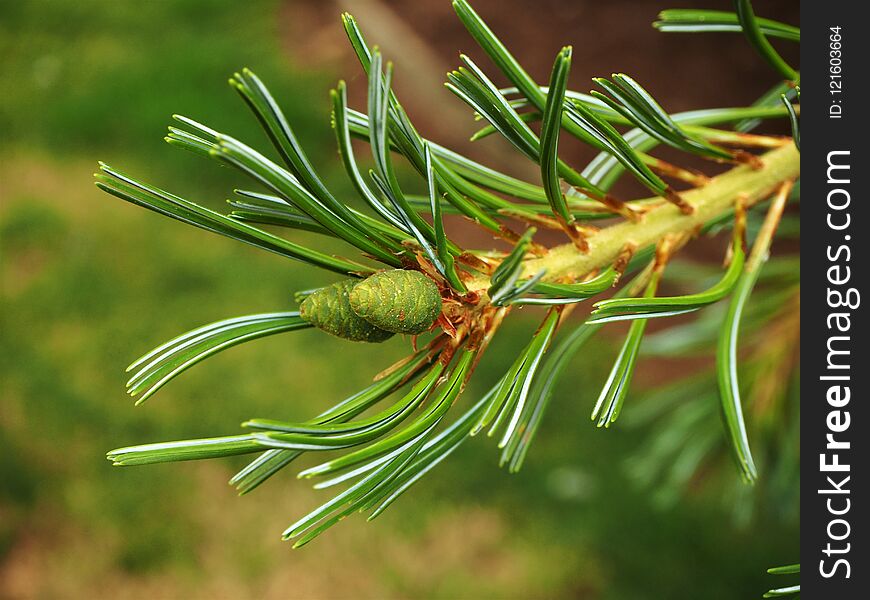 Two green cones developing on the end of a pine tree branch. Two green cones developing on the end of a pine tree branch