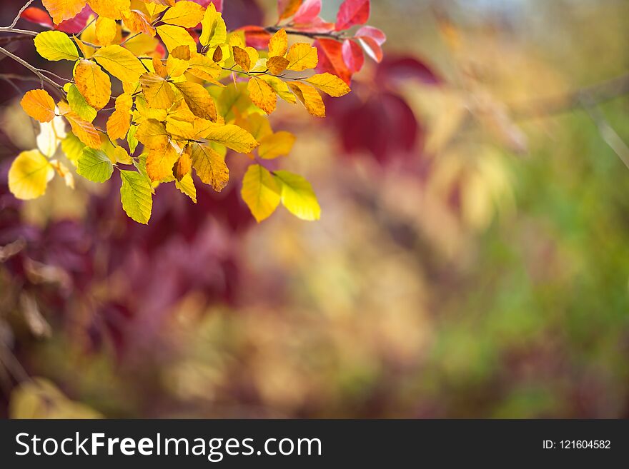 Soft autumn background with bright leaves, nature wallpaper, selective foucs. Soft autumn background with bright leaves, nature wallpaper, selective foucs