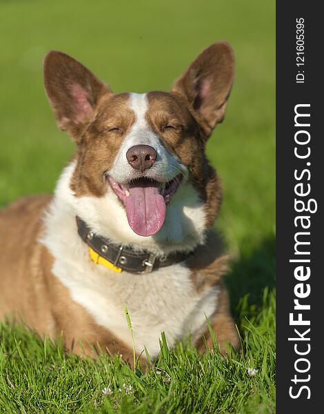 Red and white welsh corgi cardigan on a background of green grasses