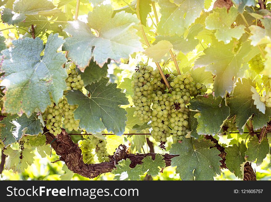 Green grapes harvest in vineyard in Tirana countryside