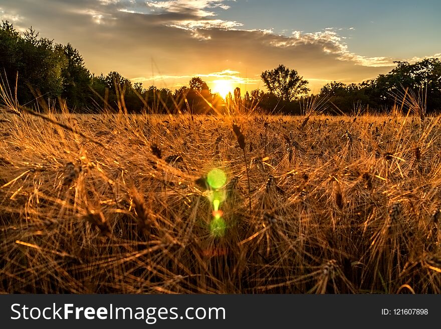 Golden Hour And Field With Grain