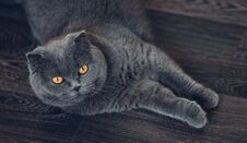 Scottish Fold Cat Lying On The Floor Stock Photography