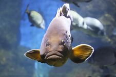 Big Fish With Thick Lips Under Water Scene. Royalty Free Stock Photography
