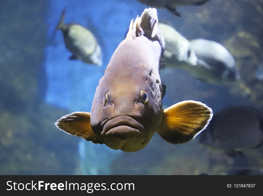 Big fish with thick lips under water, sea inhabitant. Big fish with thick lips under water, sea inhabitant.