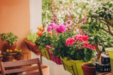 Colorful Flowers Growing In Pots Stock Photo