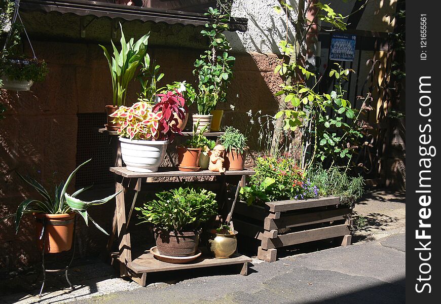 Beautiful green plants at the flower shop, Old wooden table as a flower shelf, plant On the sidewalk,. Beautiful green plants at the flower shop, Old wooden table as a flower shelf, plant On the sidewalk,