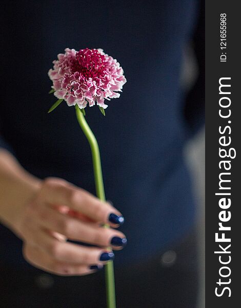 One scabiozy pink flower in the right hand on a dark background. One scabiozy pink flower in the right hand on a dark background