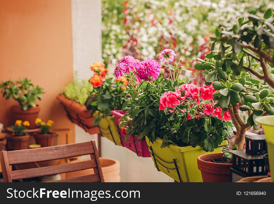 Colorful flowers growing in pots