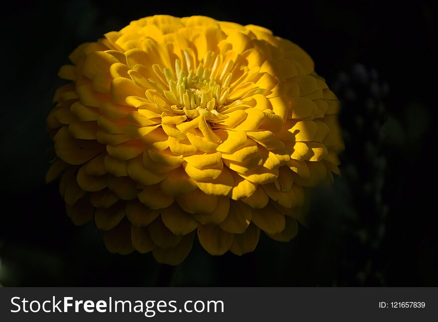 Close up of flower head with streak of light. Close up of flower head with streak of light.