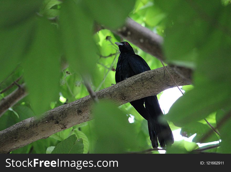 Bird, Fauna, Ecosystem, Beak