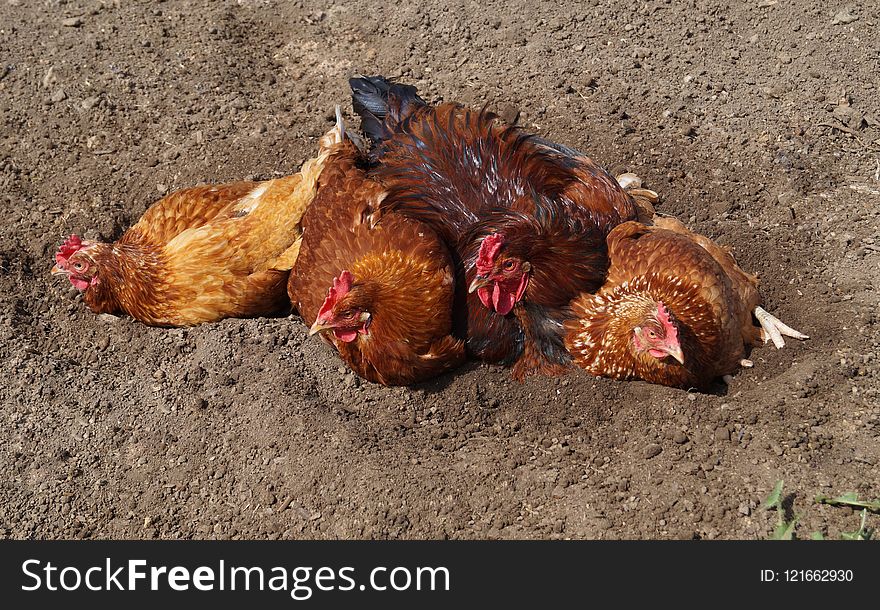 Chicken, Galliformes, Rooster, Fowl