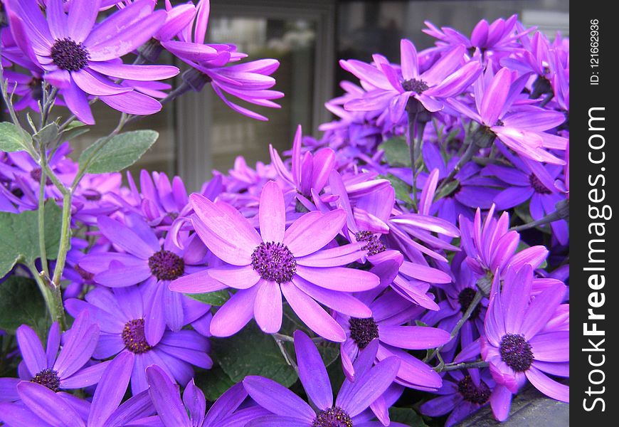 Flower, Blue, Purple, Plant