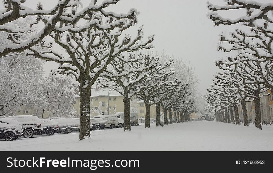 Snow, Winter, Frost, Freezing