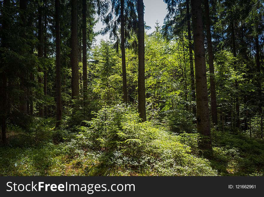 Vegetation, Spruce Fir Forest, Ecosystem, Forest