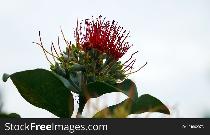 Plant, Flower, Flora, Flowering Plant