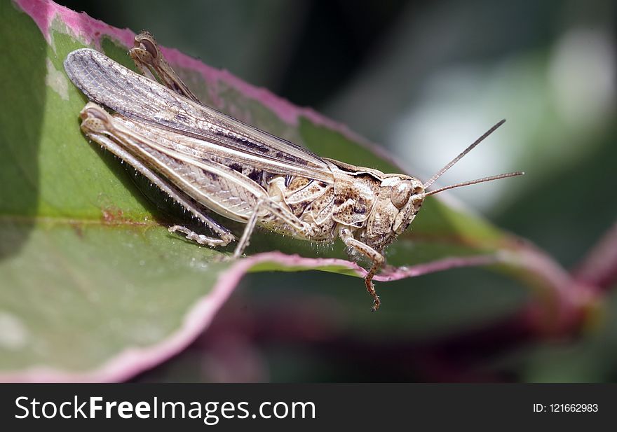 Insect, Invertebrate, Macro Photography, Fauna