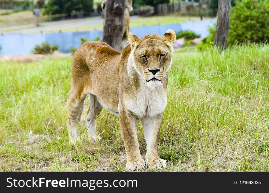 Wildlife, Lion, Fauna, Terrestrial Animal