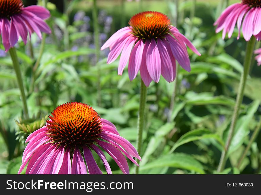 Flower, Coneflower, Plant, Purple