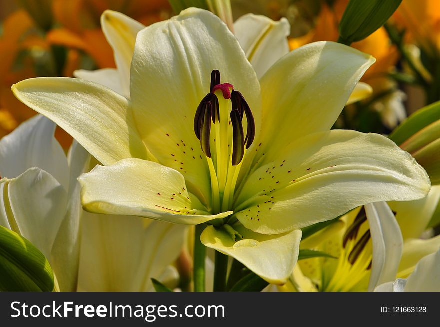 Flower, Lily, Yellow, Plant