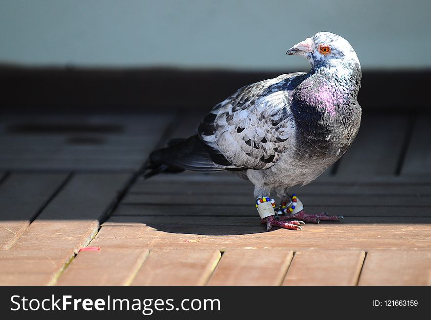 Pigeons And Doves, Beak, Bird, Fauna