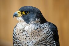 The Peregrine Falcon Falco Peregrinus Royalty Free Stock Photos The Peregrine Falcon Falco Peregrinus Royalty Free Stock Photos