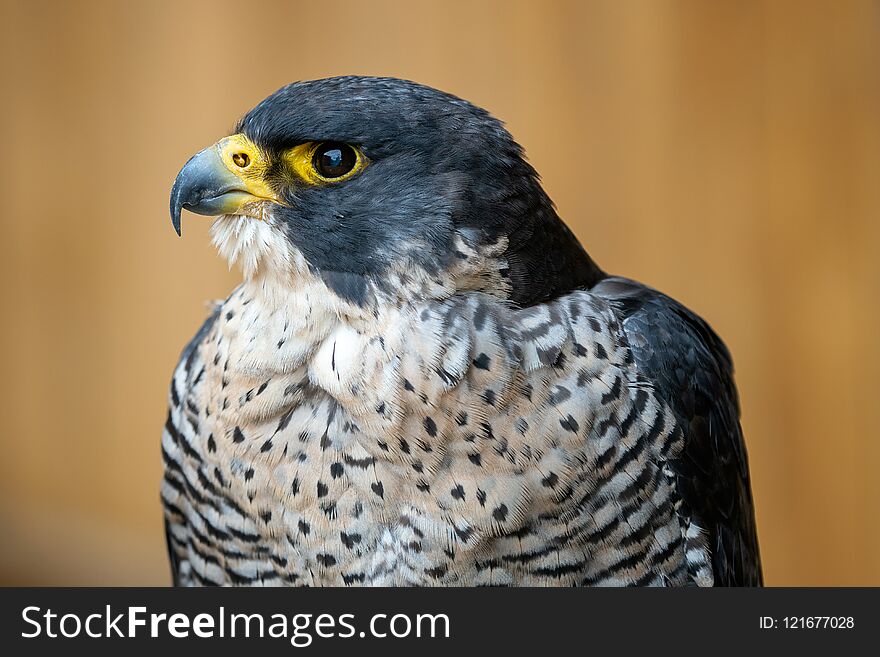 The peregrine falcon Falco peregrinus bird of prey portrait.