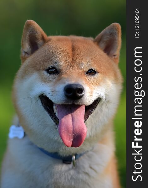 Head Of The Japanese Dog Shiba Inu