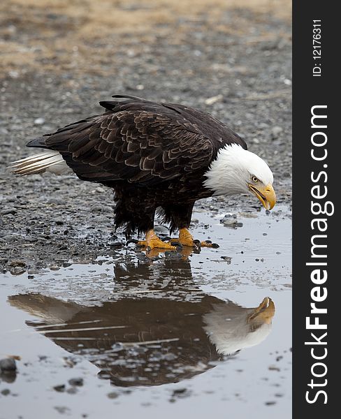 A photo of an American Bald Eagle looking at its reflection in a water puddle. It was taken in Homer, Alaska.
