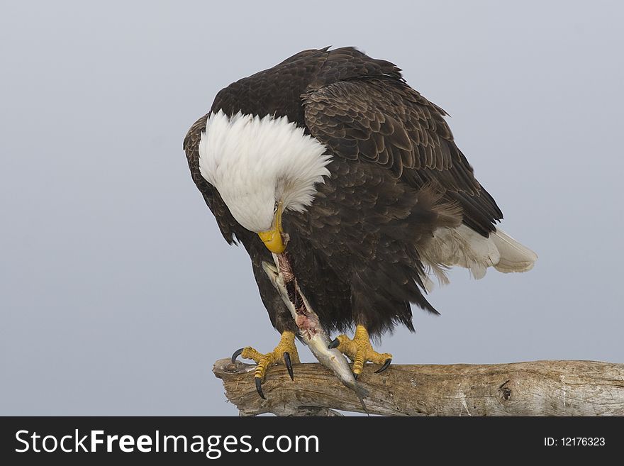 A photo of an American Bald Eagle on a perch eating a fish. It was taken in Homer, Alaska.