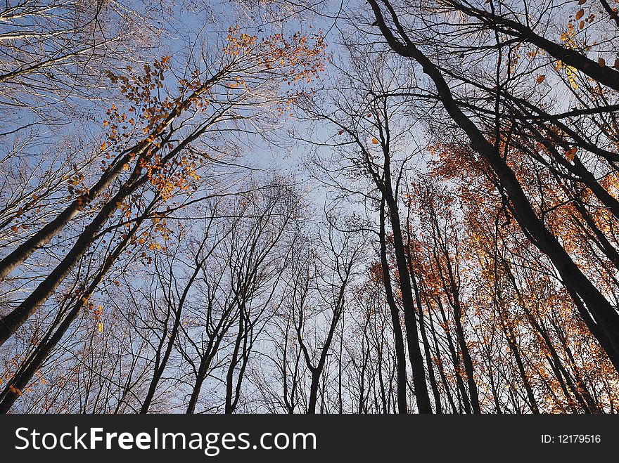 Trees with red leaves under blue sky. Trees with red leaves under blue sky