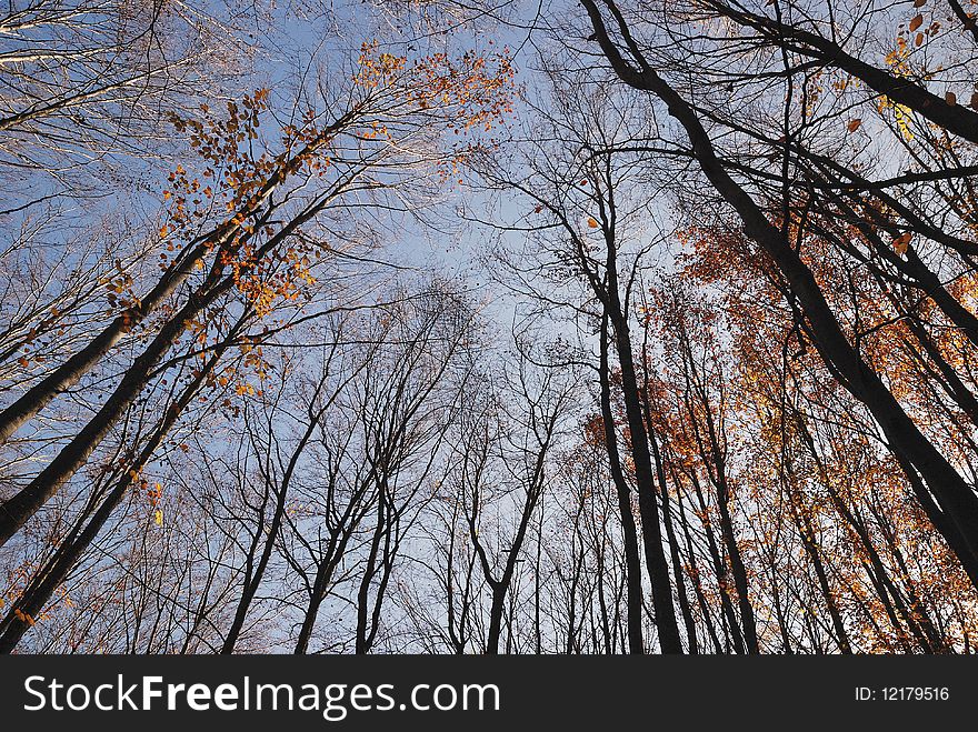 Trees And Sky