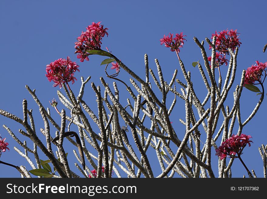 Plant, Flora, Sky, Vegetation