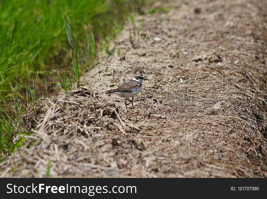 Bird, Fauna, Ecosystem, Beak