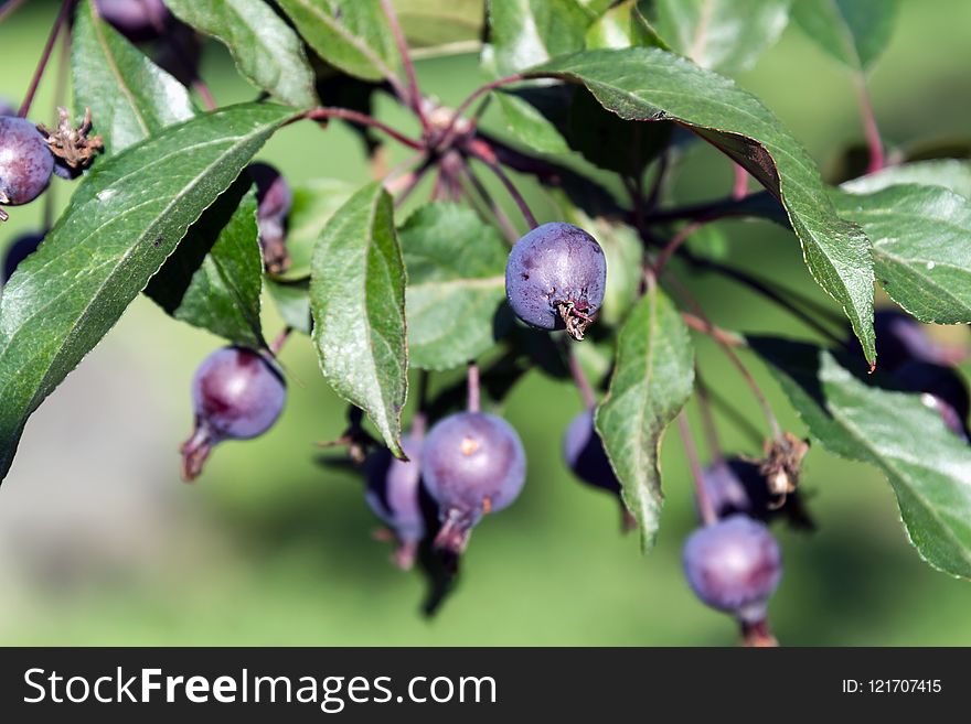 Plant, Berry, Huckleberry, Flora