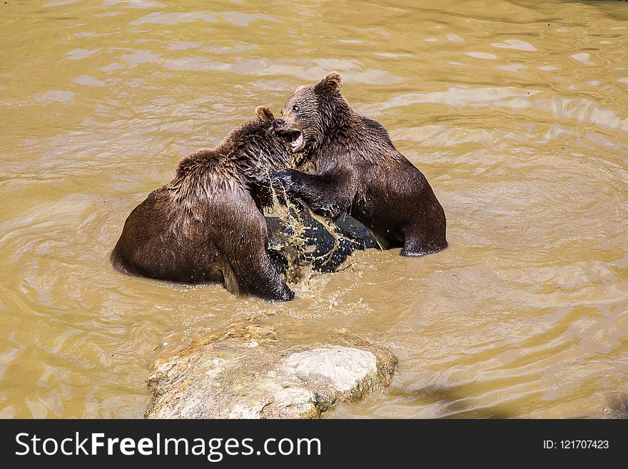 Brown Bear, Grizzly Bear, Fauna, Bear