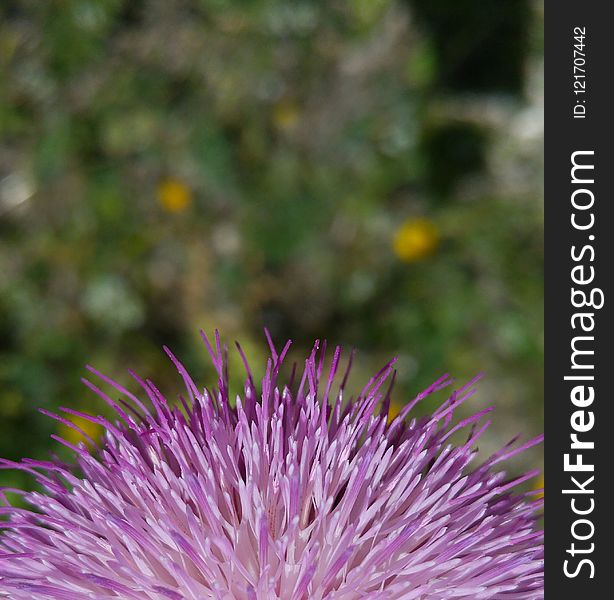 Purple, Thistle, Noxious Weed, Silybum