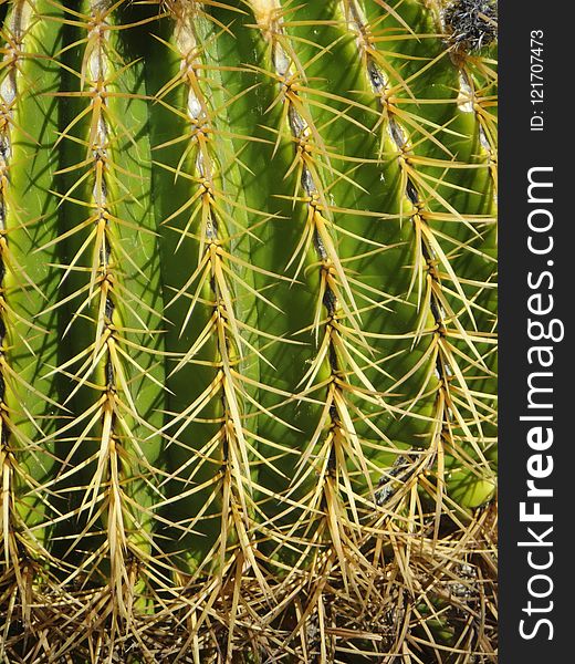 Plant, Cactus, Vegetation, Thorns Spines And Prickles