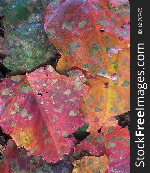 Leaf, Autumn, Painting, Plant